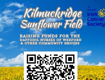 Kilmuckridge Sunflower Field to Bloom